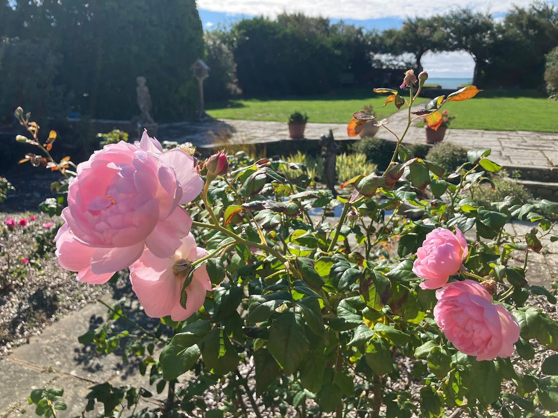 Pink roses in the rose garden at Blue Waters, with the lawn, terrace and sea beyond