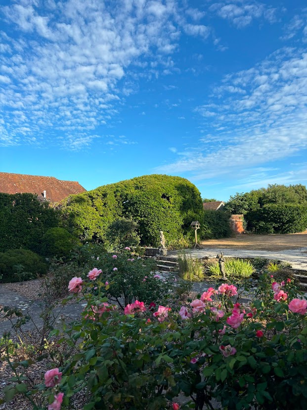 Pink roses and a lily pond in the garden at Blue Waters under a bright blue sky