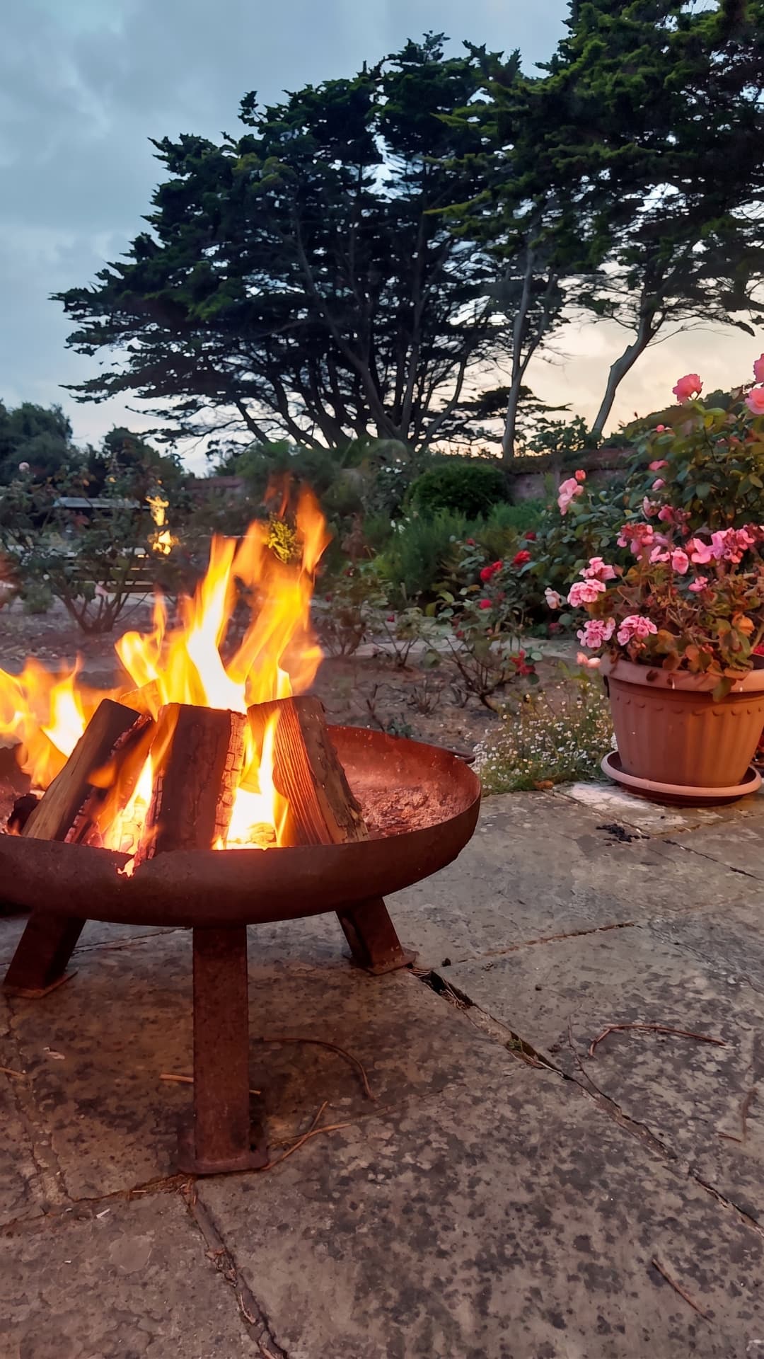 The firepit burning in the garden at Blue Waters at dusk, surrounded by roses